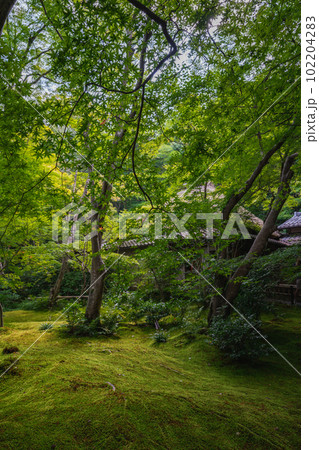 日本庭園 庭園 庭 苔の写真素材 - PIXTA