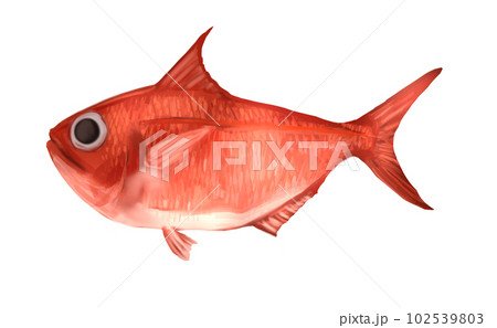 金目鯛 魚 海水魚 魚類の写真素材 - PIXTA