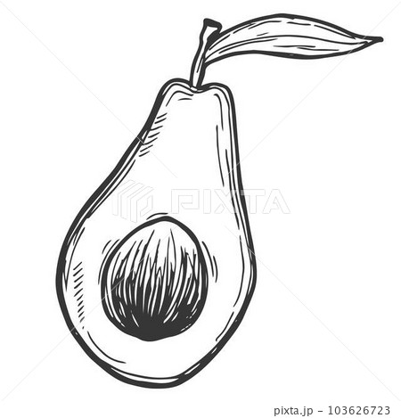 アボカド アボガド 鰐梨 スケッチのイラスト素材 - PIXTA