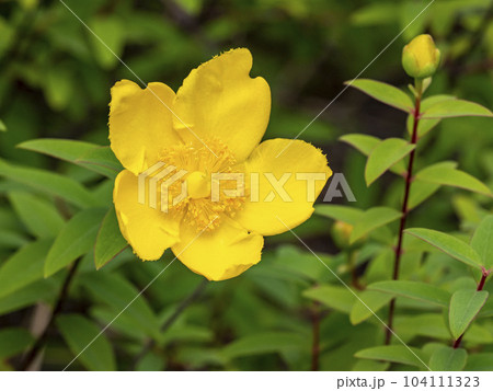 花 黄色 植物 キンシバイの写真素材 - PIXTA