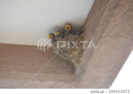 親鳥の帰りを待つツバメの雛鳥たち