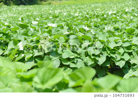 緑鮮やかなサツマイモ畑のイメージ