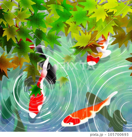 紅葉 鯉 池 錦鯉のイラスト素材 - PIXTA