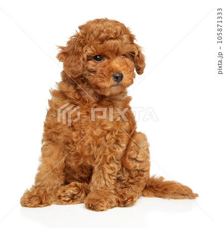 1,569 Poodle Mini Toy Images, Stock Photos, 3D objects, & Vectors