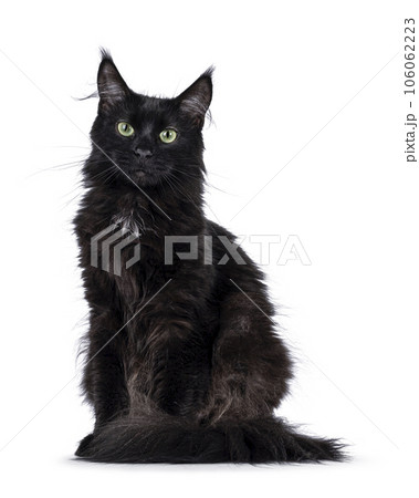 373,268 Black Cat Royalty-Free Images, Stock Photos & Pictures