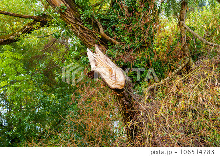 雷の落ちた木の写真素材 - PIXTA