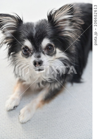 チワワ 犬 伏せ 伏せるの写真素材 - PIXTA