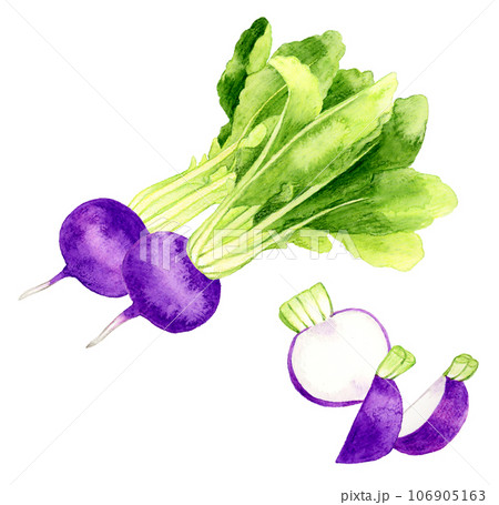 赤カブ カブ 野菜 断面のイラスト素材 - PIXTA