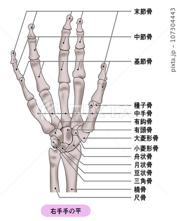 手 骨 骨格 右手のイラスト素材 - PIXTA