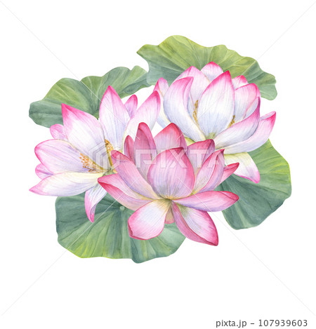 Lotus buds, green stems. Composition of pink water lily. Three bud