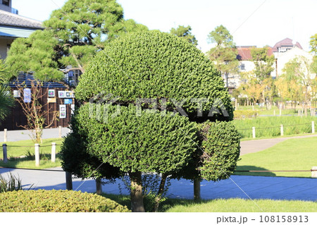 つげ ツゲ 庭木 剪定の写真素材 - PIXTA