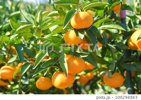 美味しそうに実ったミカン