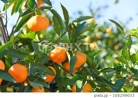 美味しそうに実ったミカン