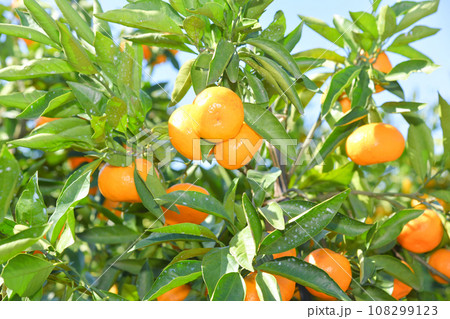 美味しそうに実ったミカン