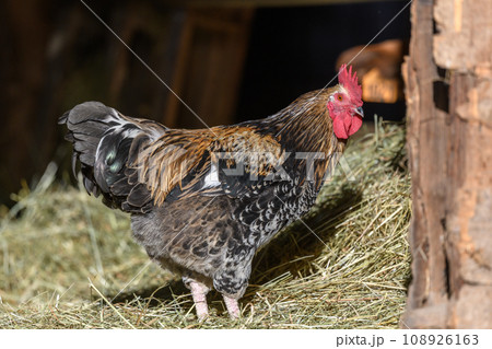 32,544+ Domestic fowl/Fowl Photos: Royalty-Free Stock Photos - PIXTA