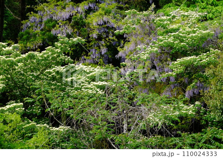 アケボノフジの写真素材 - PIXTA
