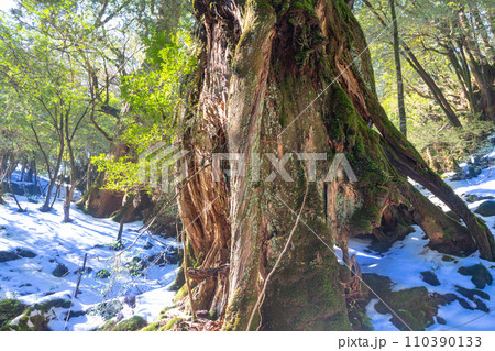 神秘的な森の写真素材 - PIXTA 神秘的な森の写真素材 - PIXTA