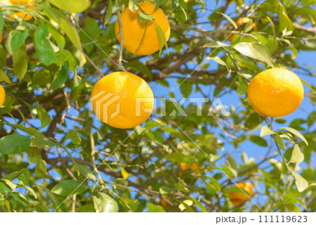 美味しそうに実った柚子の実