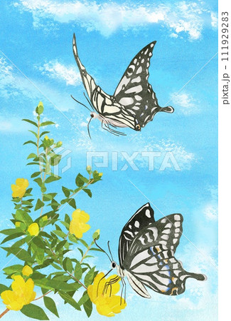 水彩 蝶 昆虫 アゲハ蝶のイラスト素材 - PIXTA