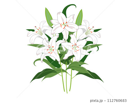 ゆり ユリ 花 花びらのイラスト素材 - PIXTA