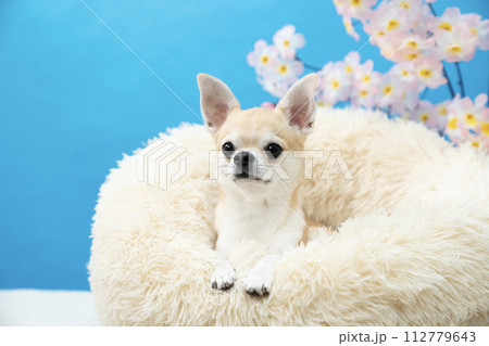 犬 チワワ 桜 春の写真素材 - PIXTA
