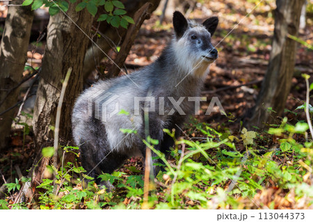 カモシカ ニホンカモシカ 動物 角の写真素材 - PIXTA