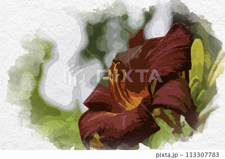 ユリ 花 水彩画 水彩のイラスト素材 - PIXTA