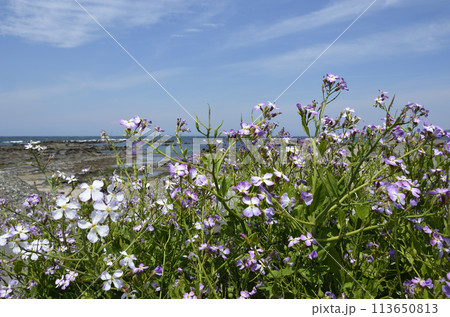 アクリル画 海と花が見える窓 浜ダイコンの花が咲く浜辺-通販の人気