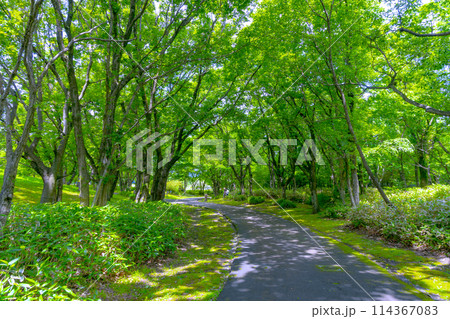 森 道 小道 自然の写真素材 - PIXTA