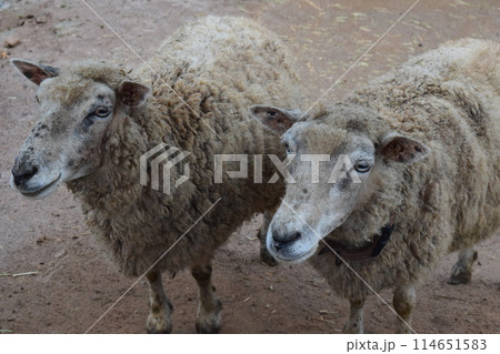 2匹の羊の写真素材 [114651583] - PIXTA