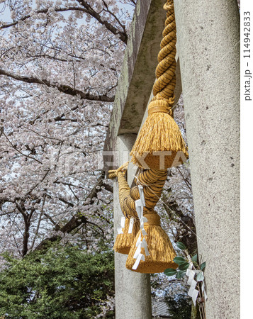 神社 しめ縄 桜 春の写真素材 - PIXTA
