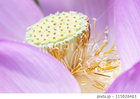 蓮の花托の写真素材 - PIXTA