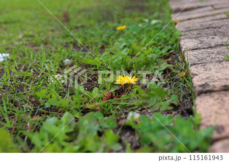 たんぽぽ 植物 花 シロツメクサの写真素材 - PIXTA