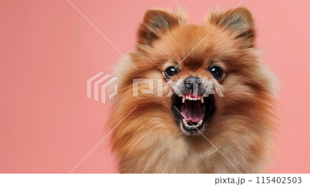 怒ったぽめらにあん コタ激怒!あいつのくるーんはしたないねん (近況報告④) - YouTube