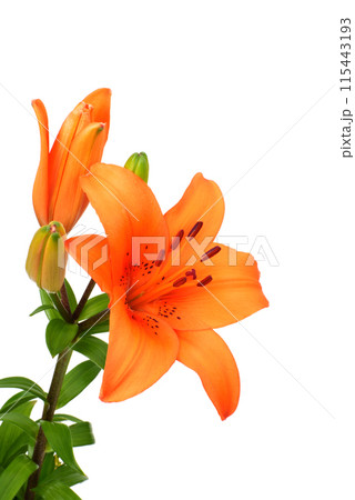 百合 花 ユリ科 オレンジ色の写真素材 - PIXTA