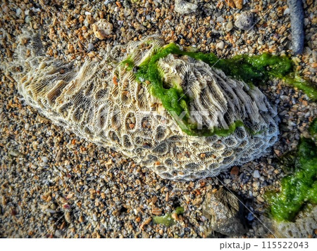 珊瑚の死骸の写真素材 - PIXTA