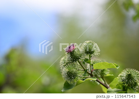 棘のある花の写真素材 - PIXTA