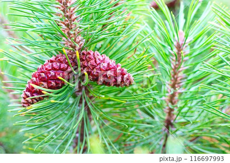 杉ぼっくり 球果 針葉樹の写真素材 - PIXTA