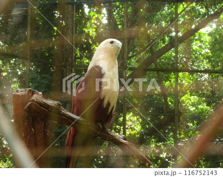フィリピンワシの写真素材 - PIXTA
