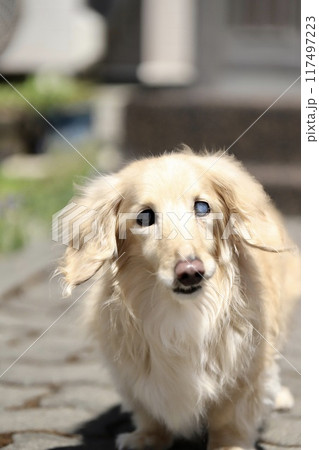 可愛い クリーム色 小型犬 ダックスフンドの写真素材 - PIXTA