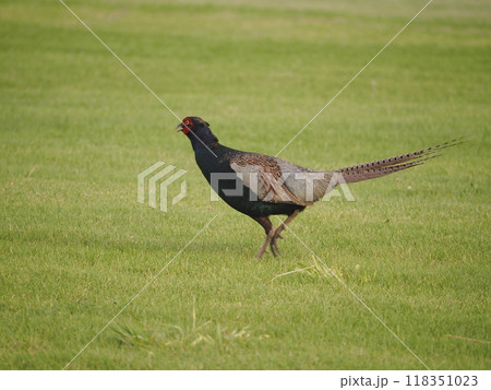 キジ 飛翔 オスキジ 雄雉の写真素材 - PIXTA