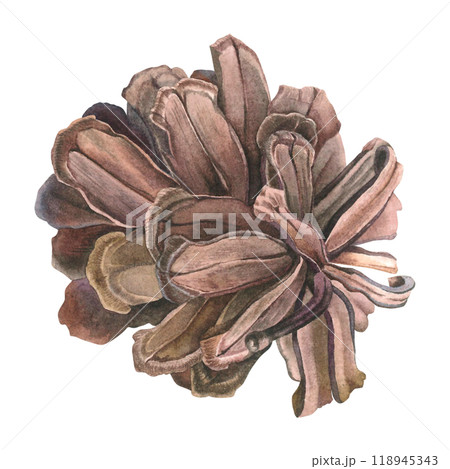 まつぼっくり 松かさ 松ぼっくり 水彩画のイラスト素材 - PIXTA