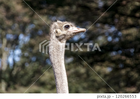 ダチョウ 鳥類 鳥 駝鳥の写真素材 - PIXTA