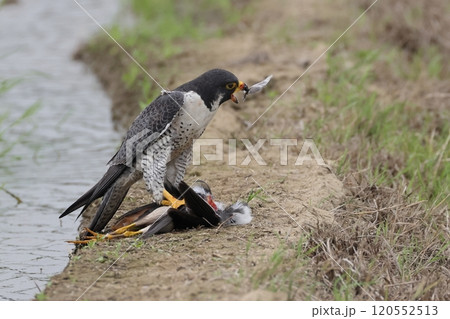 ハヤブサ 野鳥 猛禽類 鶻の写真素材 - PIXTA