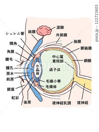 解剖学 目 眼 図のイラスト素材 - PIXTA