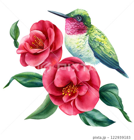 ハチドリ ハミングバード 蜂鳥 花のイラスト素材 - PIXTA