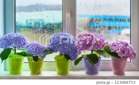 虹～紫陽花⭐ 修善寺虹の郷 あじさい｜伊豆市｜紫陽花｜観光｜chafuka