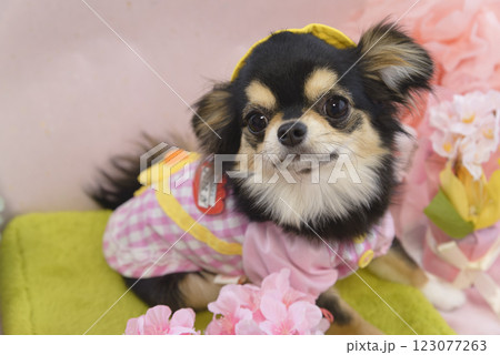 犬 チワワ 桜 春の写真素材 - PIXTA
