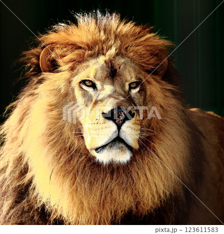 アフリカライオンの写真素材 - PIXTA