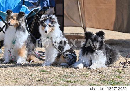 動物 犬 シェットランドシープドッグ お座りの写真素材 - PIXTA